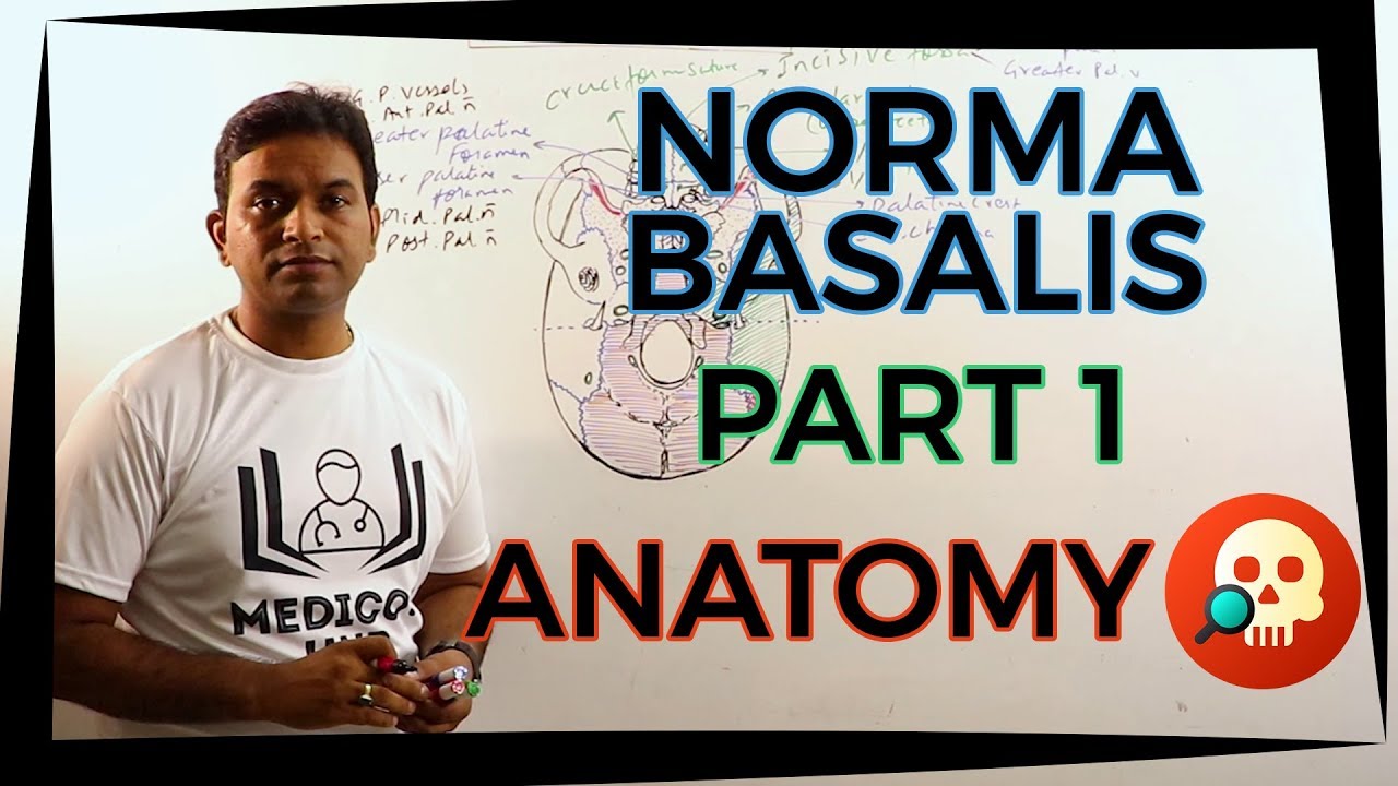 ANA.HNB.005: Norma Basalis Pt.1 | Anatomy | Dr. Prashant Sharma