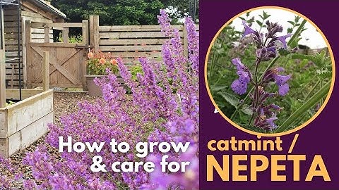 How to grow Catmint/Nepeta, the best way to care for #catmint #nepeta