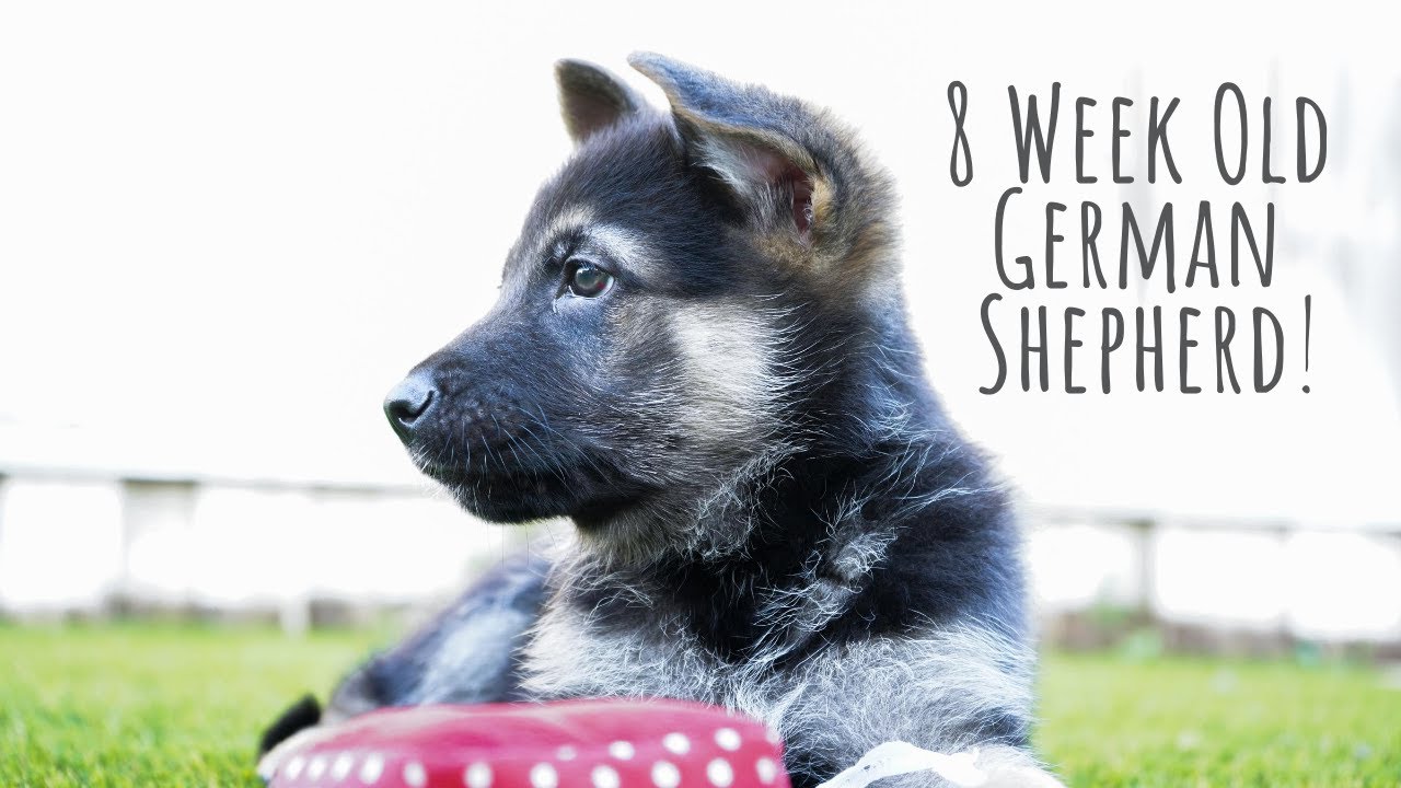 24 HOURS WITH 8 WEEK OLD GERMAN SHEPHERD PUPPY YouTube