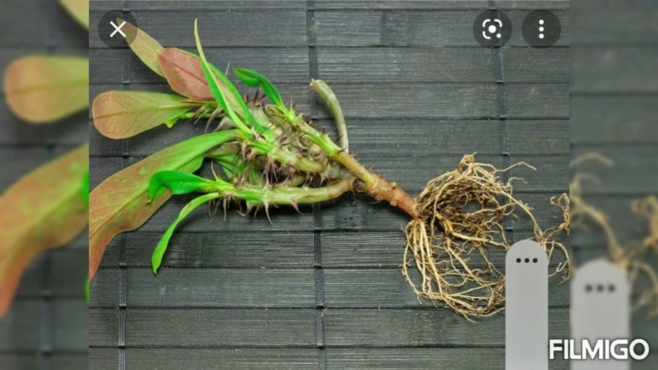 Молочай миля гули хакида шахсий хулосаларим