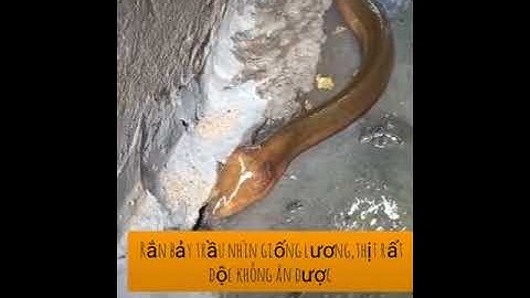 Rắn bảy tràu nhìn giống lươn nhưng thịt rất độc ,gây chết người