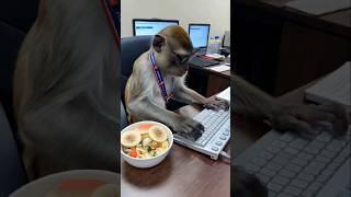 Trained Monkeys That Harvest Coconuts Faster Than Humans