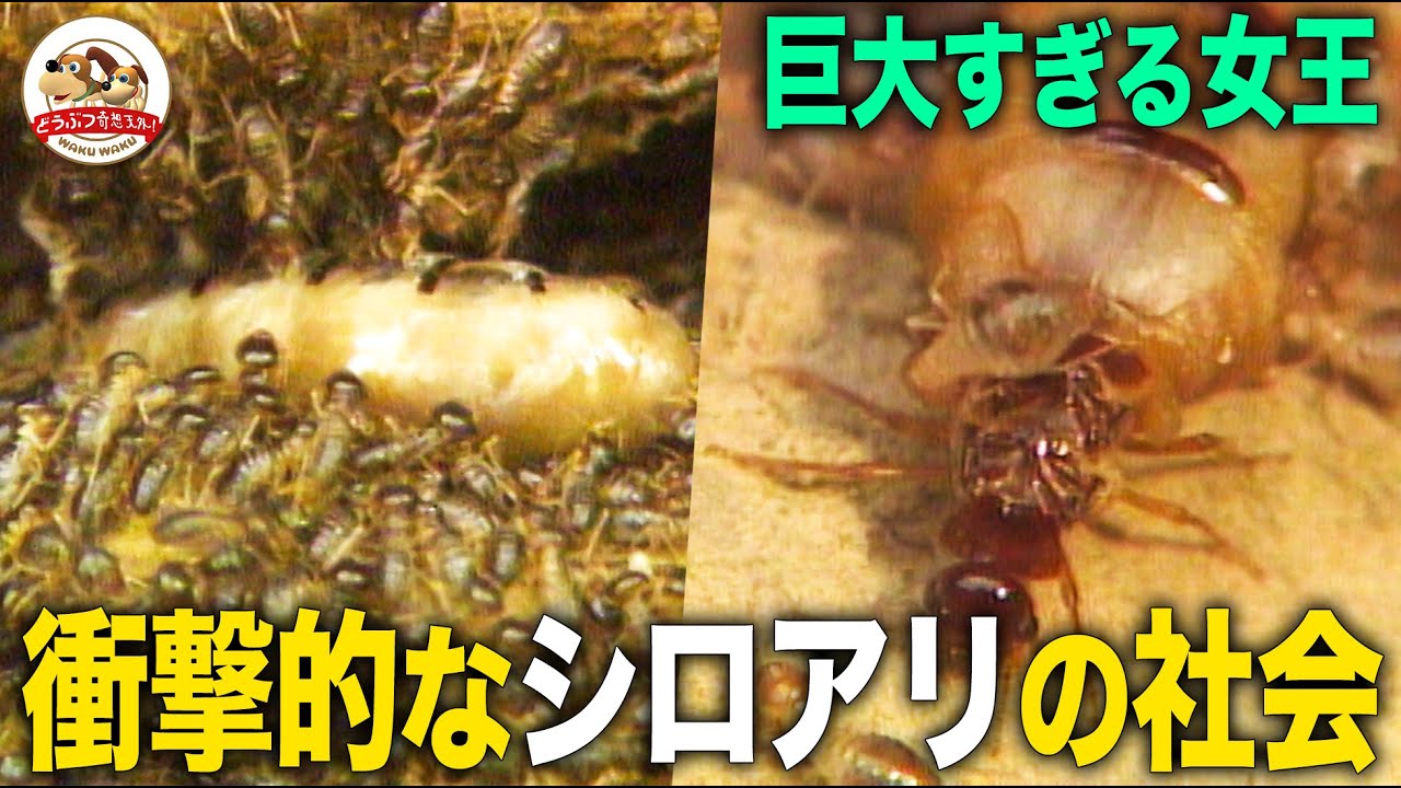 When I searched for a termite nest, I found a giant queen ant