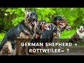 German shepherd rottweiler mix info with pictures