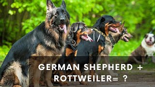 German Shepherd Rottweiler Mix Info With Pictures