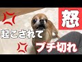 #41  起こされるとブチ切れする犬