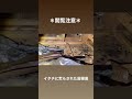 イタチに侵入されるとこうなる【閲覧注意】#イタチ #害獣 #shorts