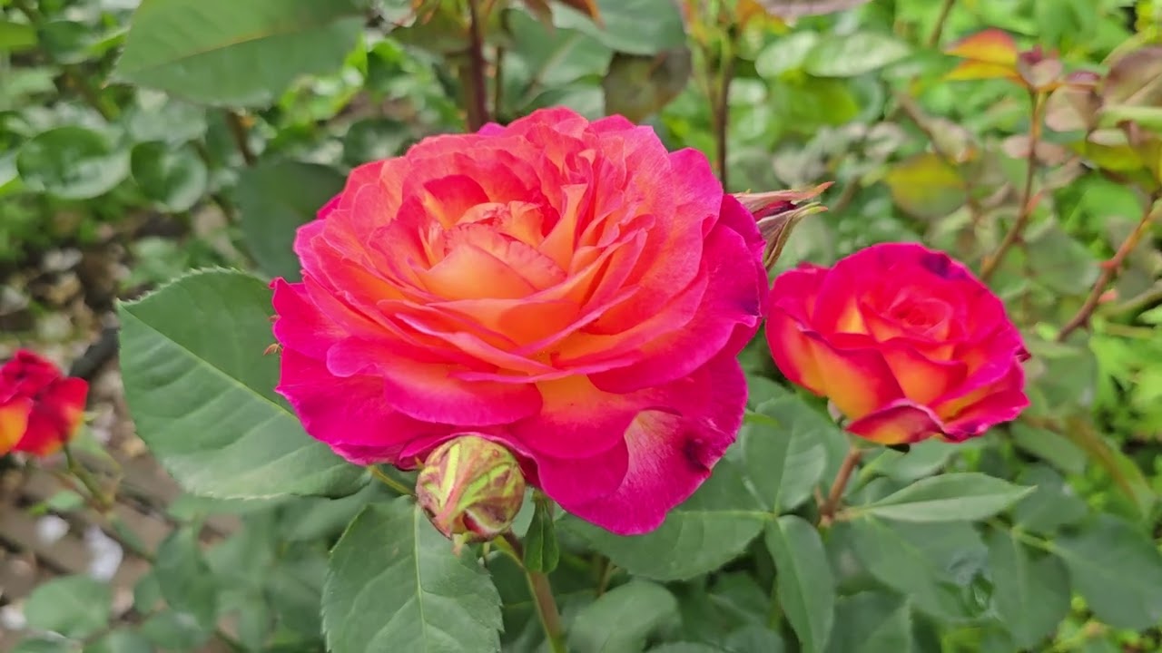 24.06.25 мои розы , пионы и склон.🙂🌹