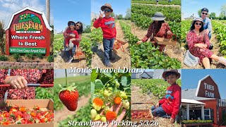 Picking Strawberry at Thies Farm St Louis Missouri USA Strawberry Picking in Picking