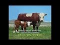 얼룩송아지 박목월작시 손대업 작곡 영어자막 Spotted Baby Calf English Subtitles 