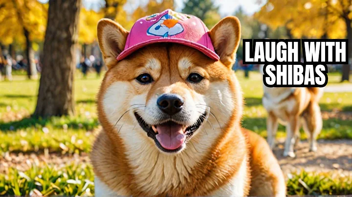 10 Hilarious Things Only Shiba Inu Dog Owners Unde