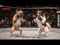FULL FIGHT | French Bulldog vs Papillon | MMA Fight | PAWFC #MMA #FullFight #PAWFC