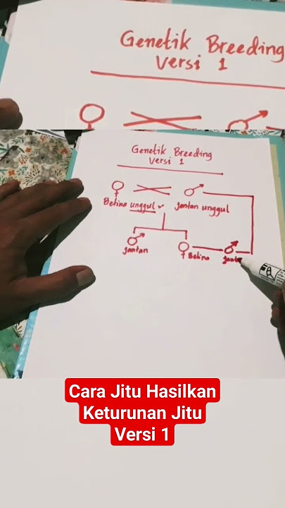 Cara menyilangkan ayam bangkok#bk jitu