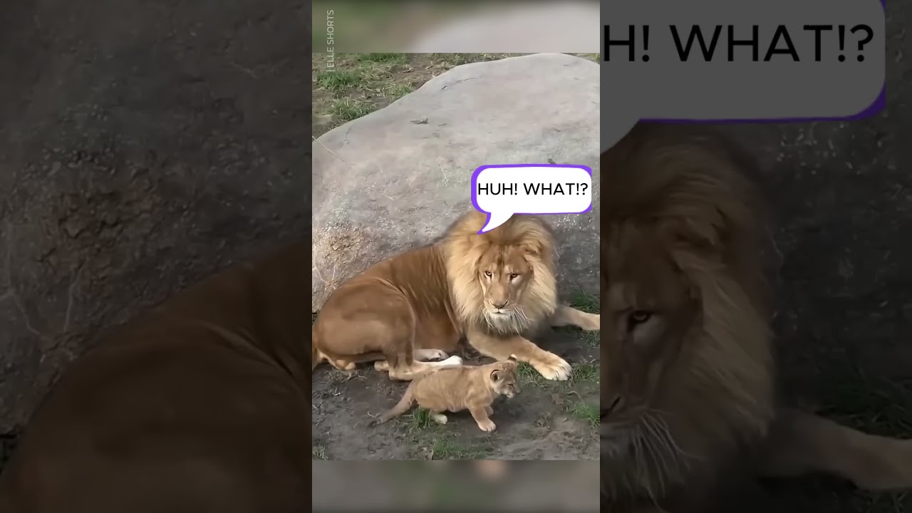 Lion Cub Scares His Dad 