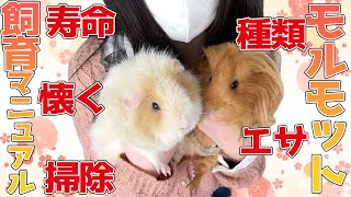 PUIPUIモルカーを見てモルモットを飼いたくなった人へ【飼い方】