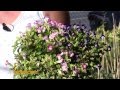 VIVERO ALEGRÃA - Plantas de Sol