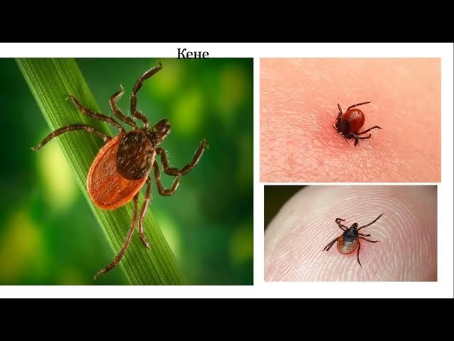 Аяқ фетиші: әйелдер аяқтары