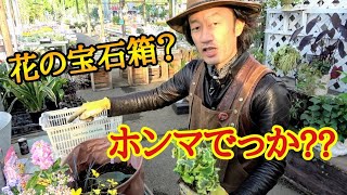 【花の量が３倍になる！】園芸店長が秋にしか楽しめない特殊な植え方を教えます。そんな事していいの？？ガーデニングがますます楽しくなりますよ。ホンマでっかー　 球根寄せ植え編