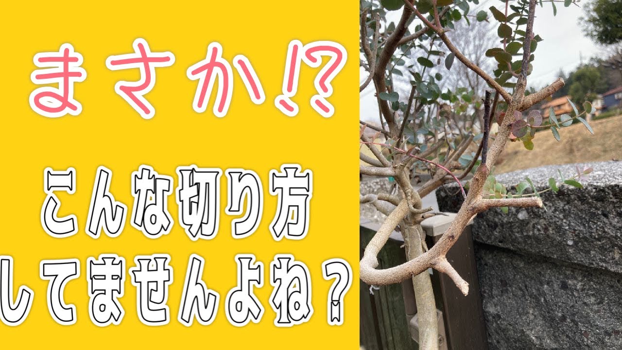Beginners shouldn't prune! Detailed explanation of 