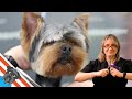 Yorkshire Terrier | Grooming Style