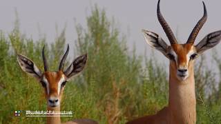 HIPA Wild Emirates - ARABIAN GAZELLE