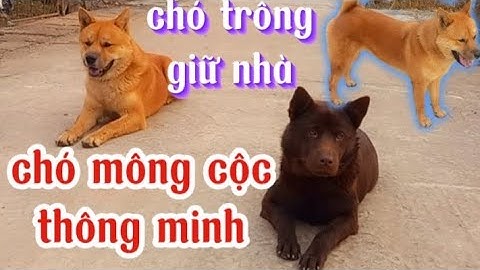 chó trông giữ nhà chó mông cộc thông minh nghe lời chủ boss dog mông cộc