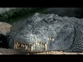 Crocodile Tears : Fact vs. Fiction - the meaning of crocodile tears