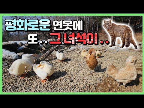 새벽 4시에도 찾아오는 <strong>삵</strong>... 정말 무섭습니다