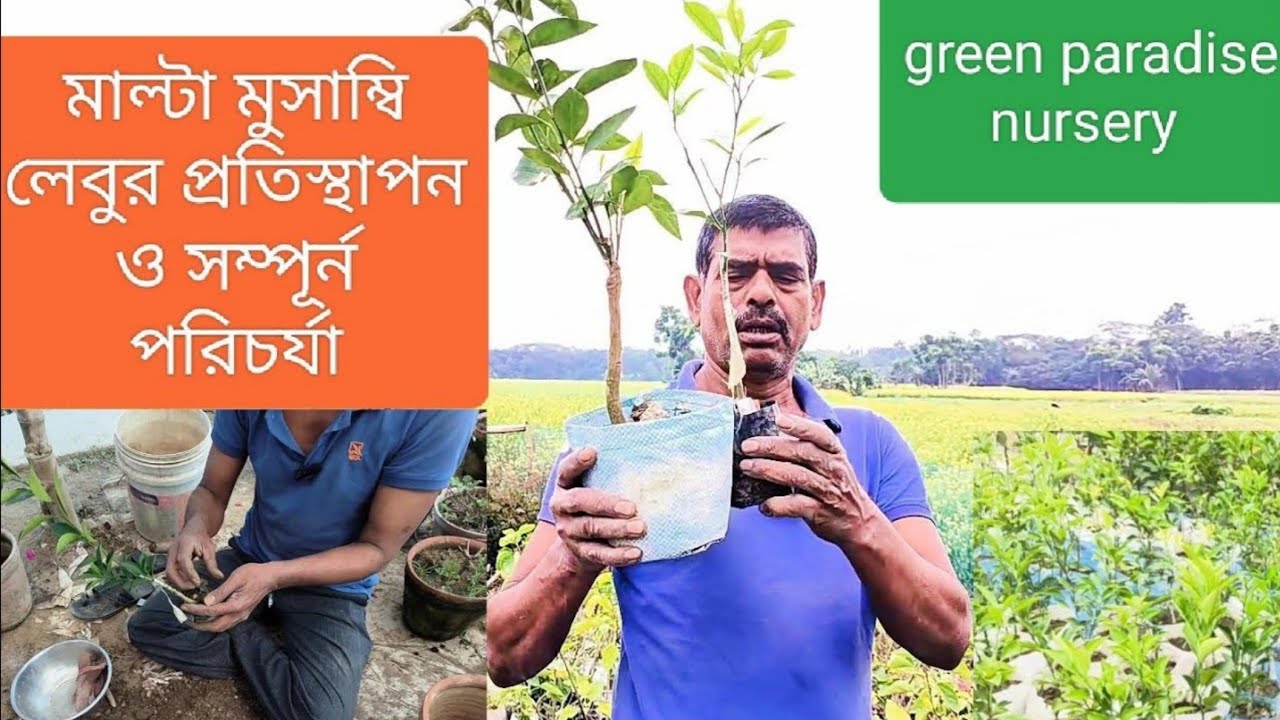 মাল্টা মুসাম্বি লেবুর প্রতিস্থাপন ও সম্পূর্ন পরিচর্যা।