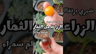 زراعة الطماطم النادرة من بذور الثمار