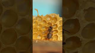🍯 How Bees Build Perfect Hexagons Every Time