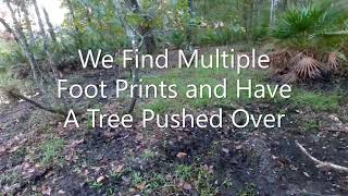 We Find Multiple Foot Prints and Have A Tree Pushed Over In The Green Swamp