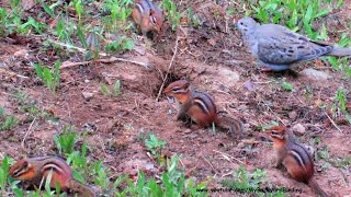 Chipmunks Are Ground Squirrels