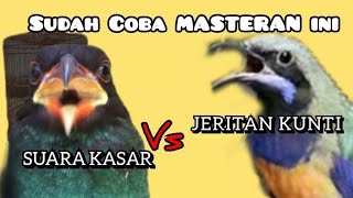 TembakaN KASAR dan JERITAN KUNTI || Cucak cungkok vs Tengkek Buto || MASTERAN BURUNG FIGHTER