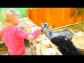 Кормим козлят, кроликов. Гусята, утята и папа свин / Feeding goats, rabbits. ducklings and dad pig