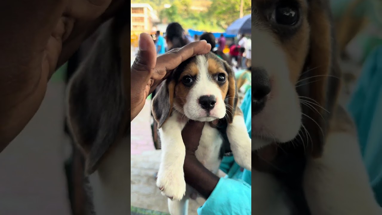 Chennai Pallavaram Sandhai😳 