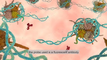 High content screening