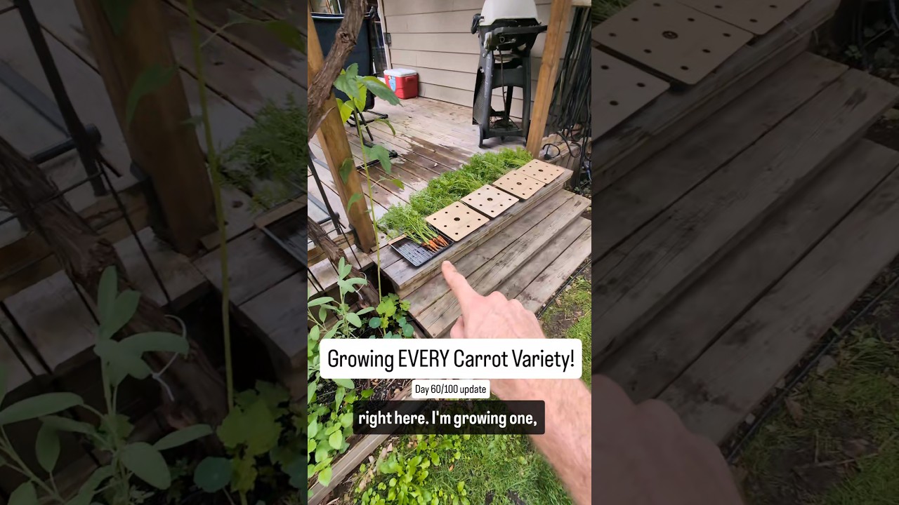 🥕 Я пробовал выращивать ВСЕ сорта моркови