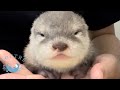 カワウソの赤ちゃん、目が開いてからの成長が早すぎる　Otter baby grows fast after her eyes opened