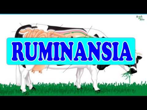 Video: Apa yang dilakukan oleh abomasum dalam seekor lembu?