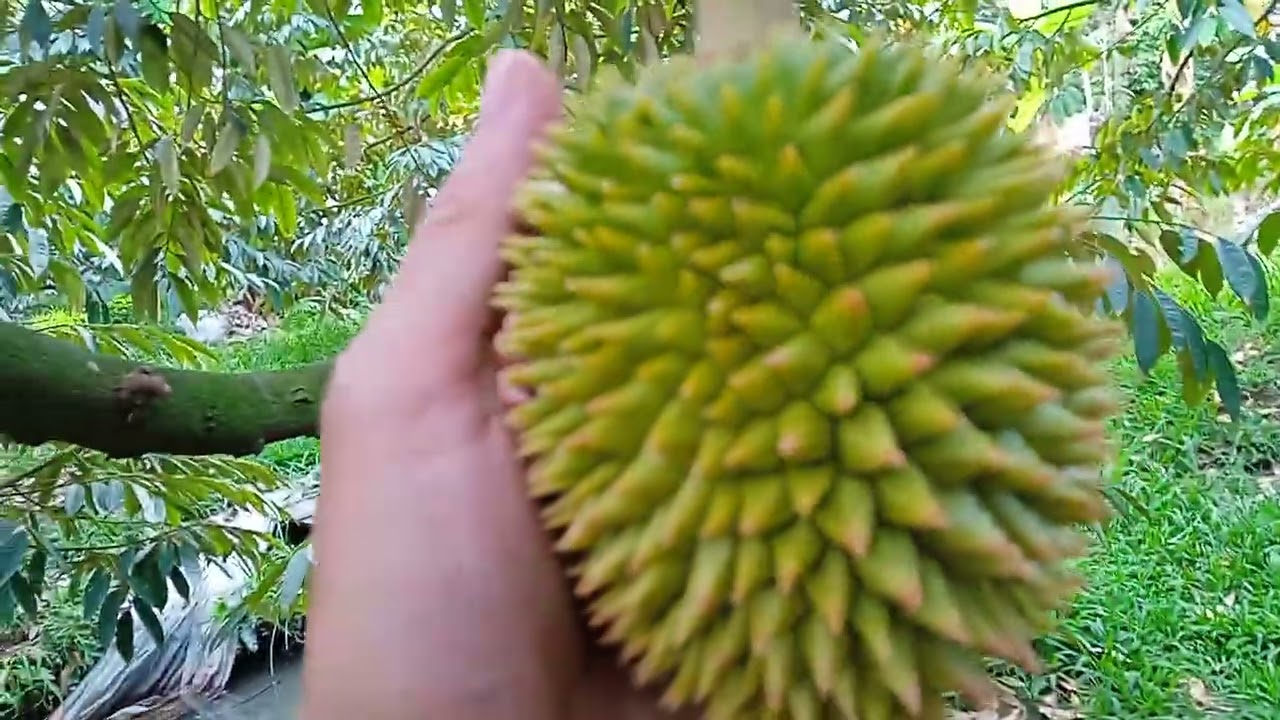 Phun ngừa nấm khuẩn, vi lượng sau mưa ri6 trái trên 30 ngày 