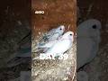 Amazing Growth! Day 39 Progress Of My Baby Budgies 😍 | Aviro BD #shorts #budgies #birds