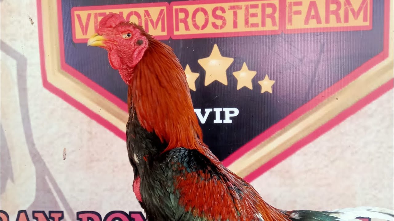 RIVIEW AYAM BERNAMA VENOM DENGAN PRESTASI 21x 