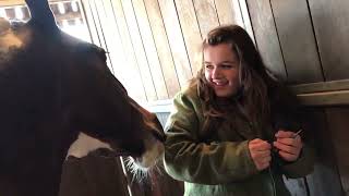 Billy Whiz- Grand Prix Cob loves his top Groom #animals  #animalfriendship #equine #pony#cobs