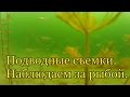 Подводные съемки. Наблюдаем за рыбой.