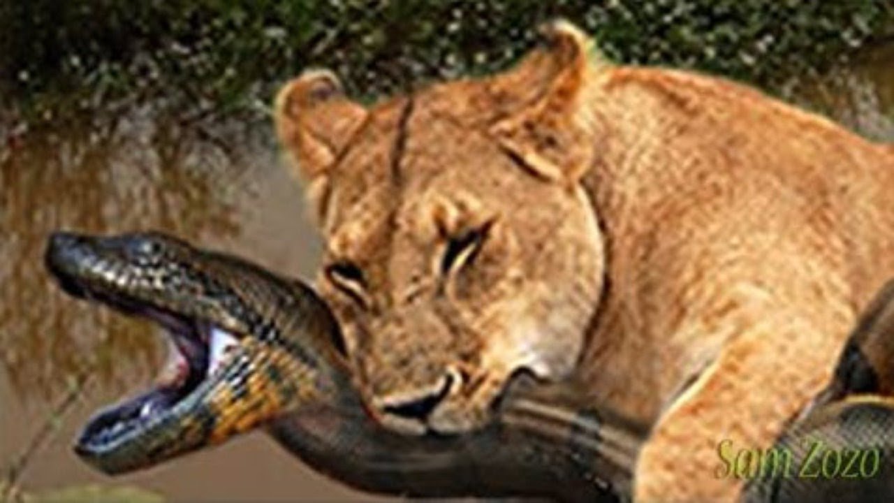 Download Eagle vs & attacks eats Cobra Snake, Animal Fight Videos Compilation
