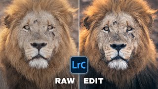 DRAMATIC Wildlife PORTRAITS In Lightroom