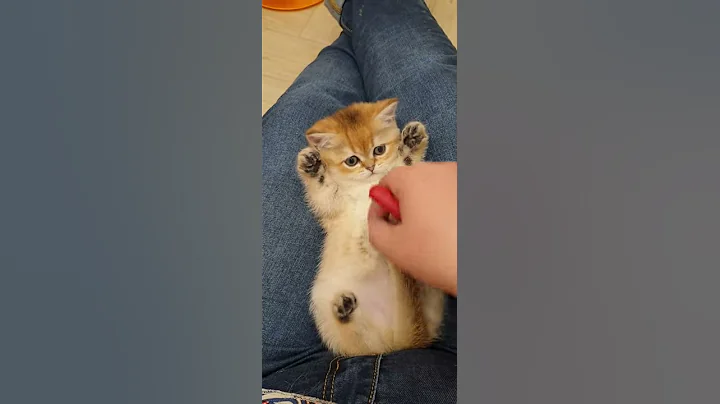 Video 5529231: british golden chinchilla kittens, cute kitten