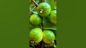 Great idea to propagate guava tree by airlayering using a potatoes #gardening #shorts #music