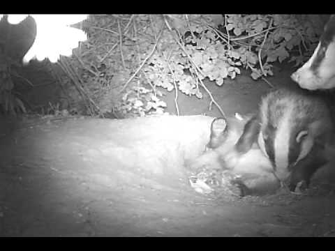 otterbox Badgers palying at the sett